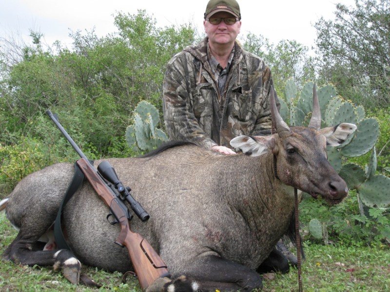 Nilgai - Pope Brothers Guide Service - Hunts in Texas.