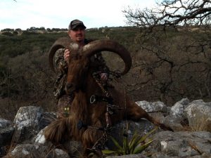 Tony-aoudad