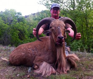 aoudad15