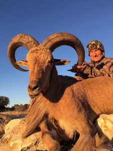 aoudad32 2