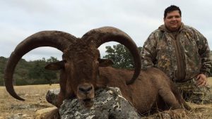 aoudad39