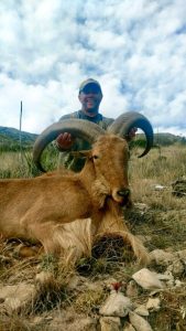 aoudad44