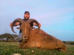 aoudad51