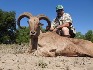 aoudad9