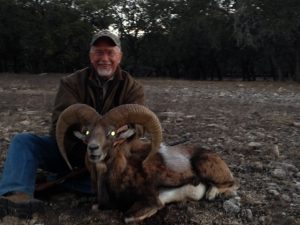 armenianmouflon4