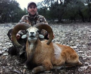 armenianmouflon5