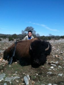 bison bull SC