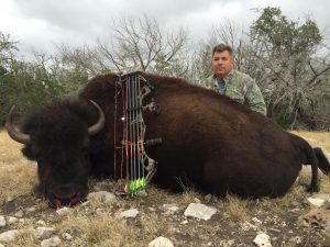 bison meat hunt