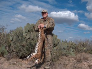 bobcat