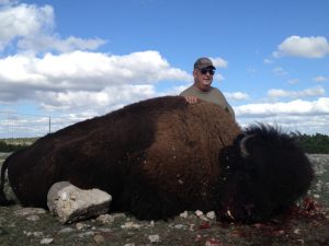 butch-bison