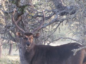 sambar