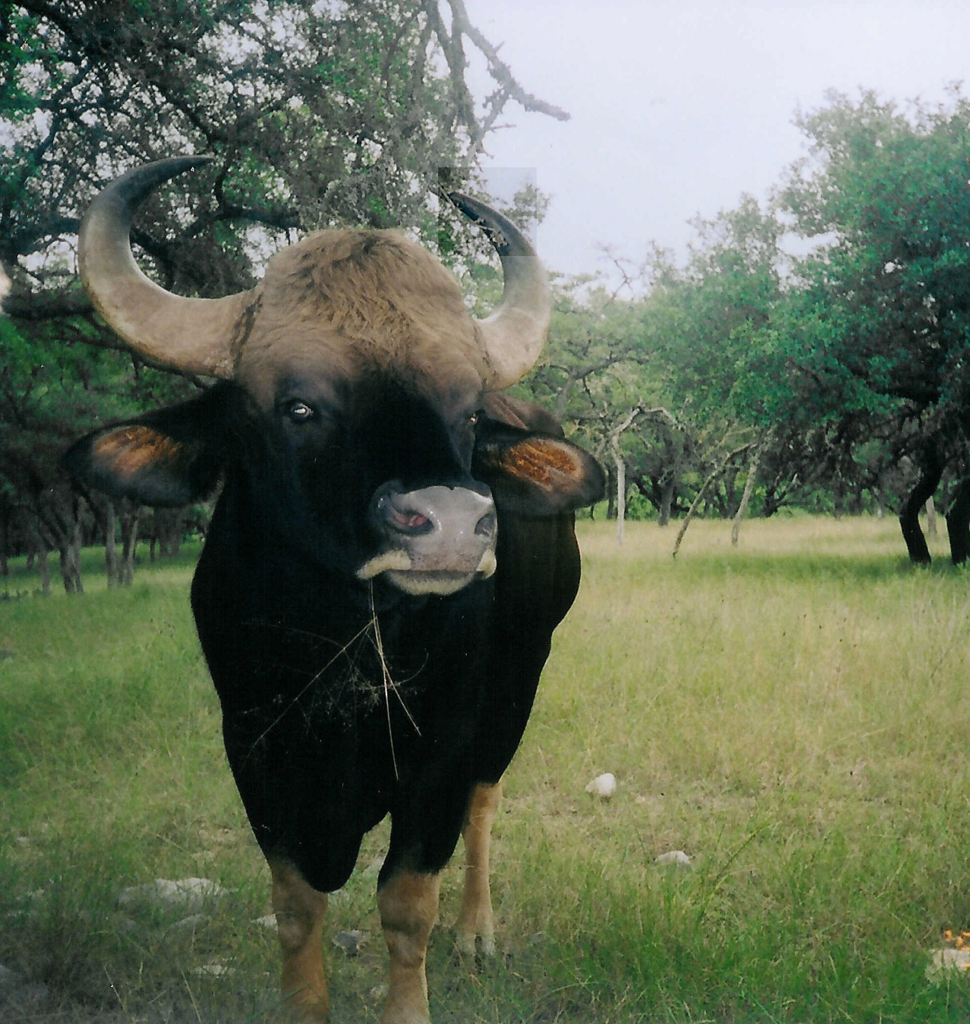 Gaur Pope Brothers Guide Service Hunts In Texas Gaur Pope Brothers Guide Service Hunts In Texas